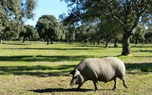 jambon iberique porc femelle meilleur mâle